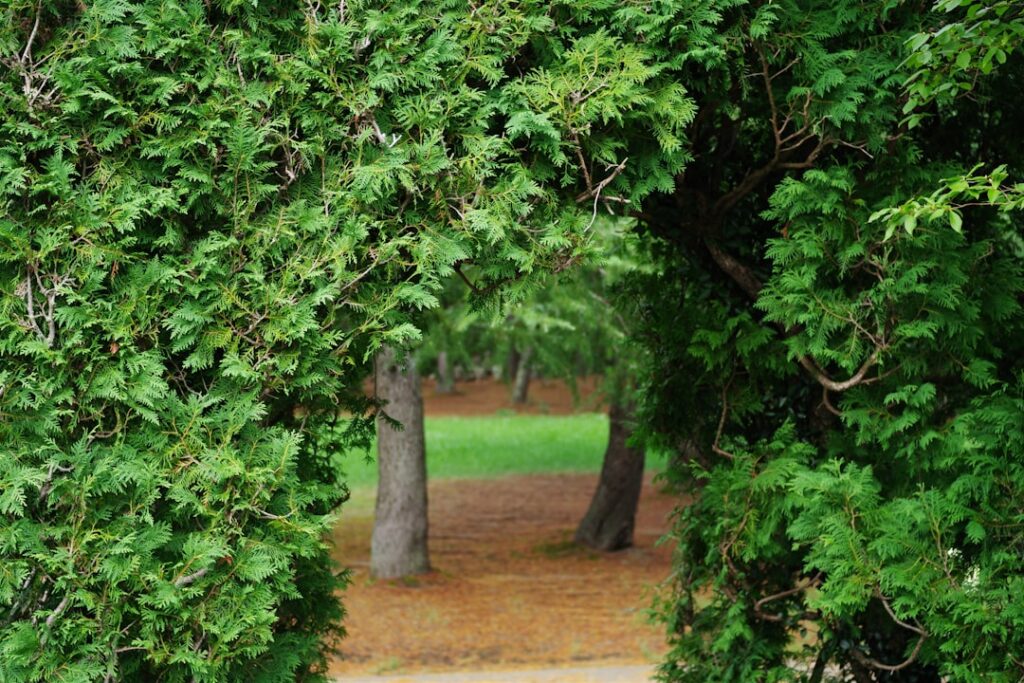 薔薇Rose Beautiful green and flower garden Beautiful and pretty flowers、新緑と美しい花が織りなす絶景 A superb view of fresh greenery and beautiful flowers