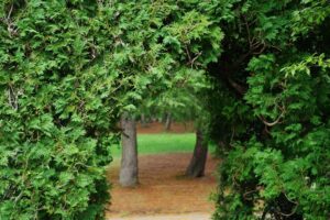 薔薇Rose Beautiful green and flower garden Beautiful and pretty flowers、新緑と美しい花が織りなす絶景 A superb view of fresh greenery and beautiful flowers