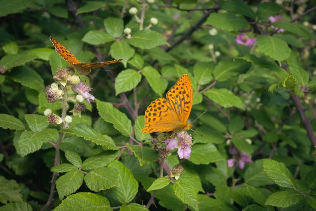 A couple of butterflies from flower to flower.