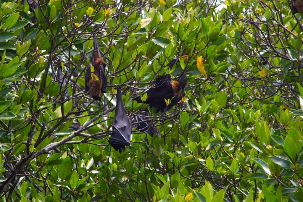 Group of Megabats hanging from a Mangrove Tree