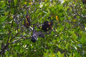 Group of Megabats hanging from a Mangrove Tree
