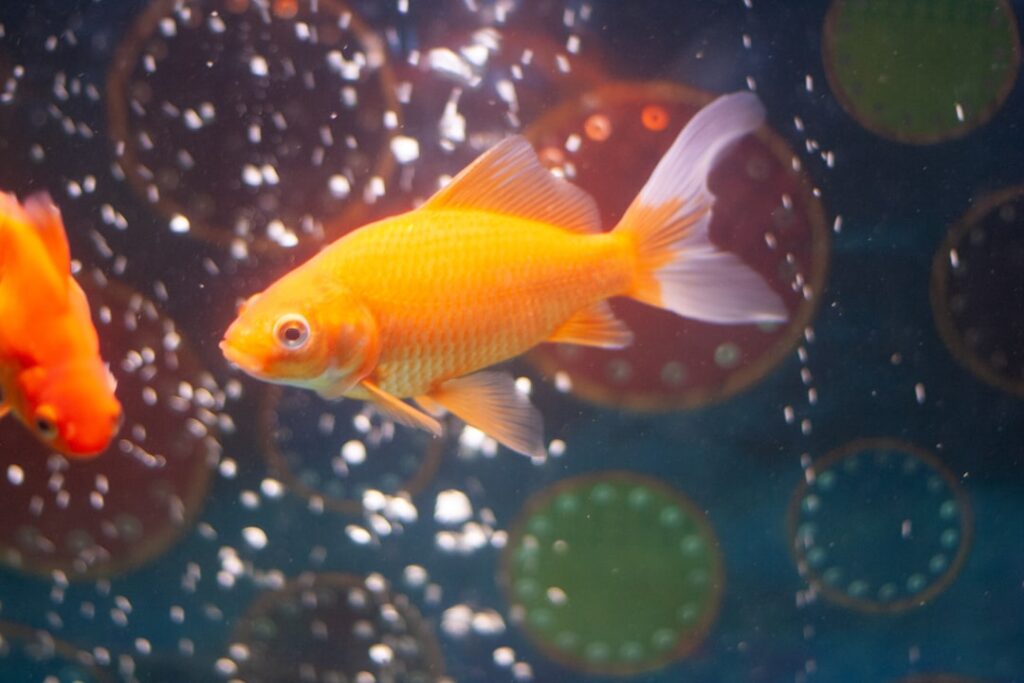 Goldfish in aquarium