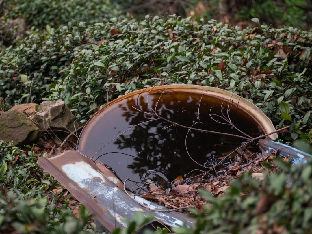 Muggennest herkennen en voorkomen: praktische gids voor in de tuin