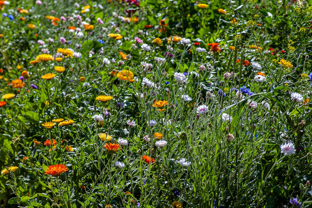 Sunny autumn meadow with colorful cornflowers