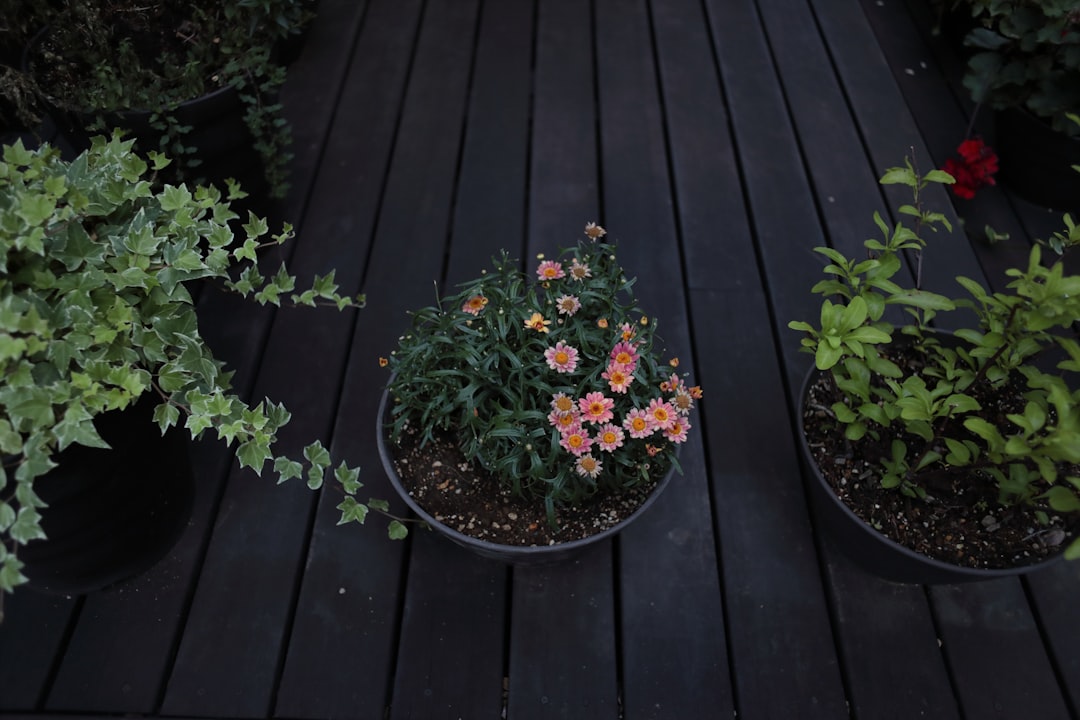 Kleine tuin slim indelen: zo creëer je privacy, opbergruimte en voldoende groen