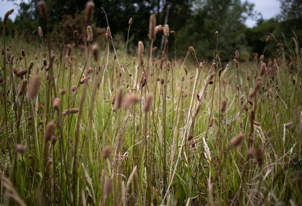 Photo by Rachilli on Unsplash