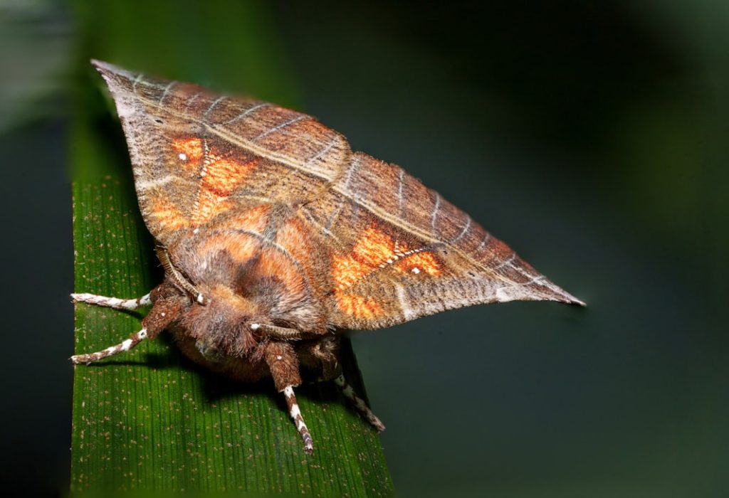 Photo by Joshua Manjgo on Unsplash